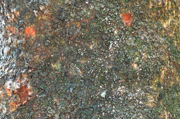 佩帕根也被称为树皮，这是最外层的ste — 图库照片