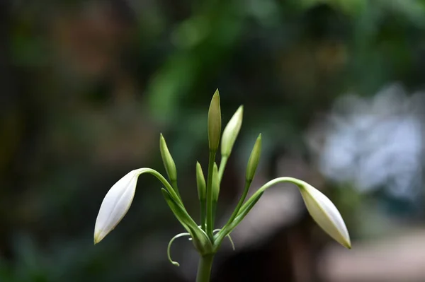 Białe pąki kwiatowe z zielonymi liśćmi i łodyg — Zdjęcie stockowe