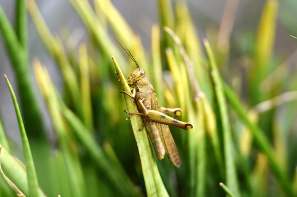 Kobylky jsou býložravý hmyz s anténami a jsou — Stock fotografie