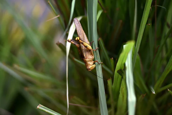 Çekirgeler antenleri olan otçul böceklerdir ve — Stok fotoğraf