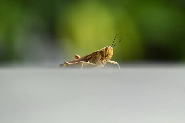 Grasshoppers são insetos herbívoros que têm antenas e são — Fotografia de Stock