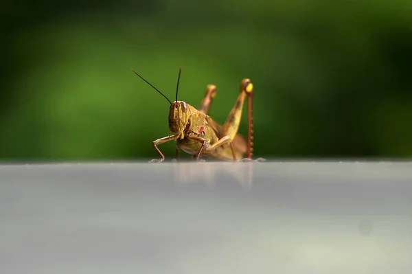 Grasshoppers are herbivorous insects that have antennas and are