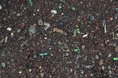 Pepagan da ste en dış tabakası olan kabuğu denir