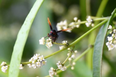 Ağaç dallarında wasp levrek