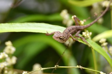Ten rengini değiştirebilen bir sürüngen bu kahverengi chamele