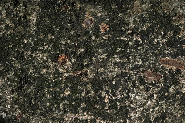 Pepagan kallas också bark, som är det yttersta skiktet av ste — Stockfoto