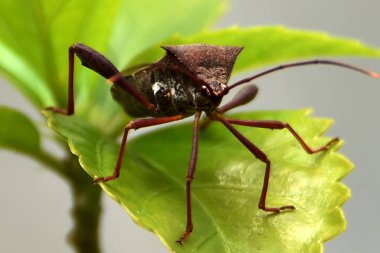 Garip böcekler üçgen ve kahverengi ev ro gibi bir kafa var