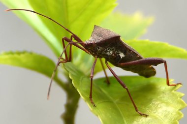 Garip böcekler üçgen ve kahverengi ev ro gibi bir kafa var