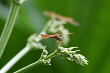 Şeffaf açık kanatları ile Kırmızımsı sarı yusufçuk