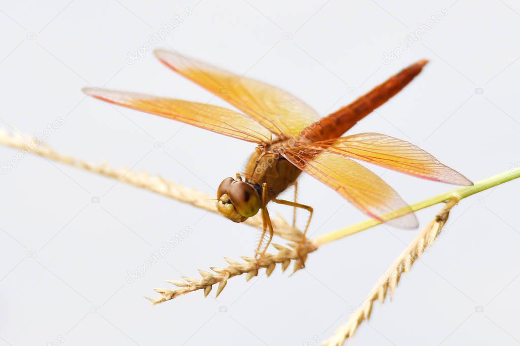 Reddish yellow dragonfly with transparent clear wings