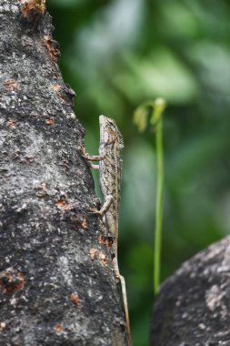 Bukalemunlar uzun parmakları ile dört bacaklı sürünen şeyler içerir