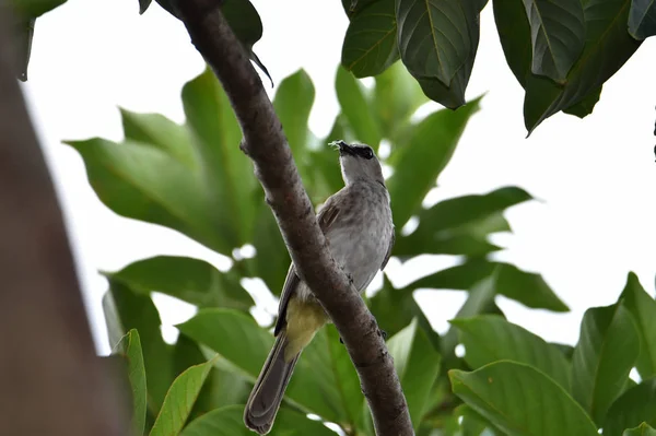 Sooty-headed Bulbul on the upper side of the body of the back an — Stock Photo, Image