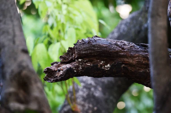 Uzun kırık Rambutan ağaç gövdeleri