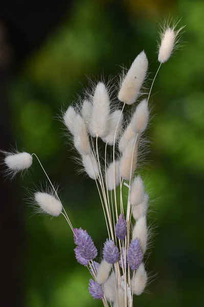 A bunch of reeds is yellowish white and partly blue — Stock Photo, Image