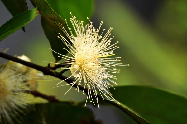 Blomma Guava frukt kommer att växa och blomma — Stockfoto