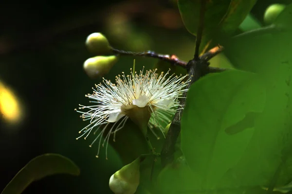 Blomma Guava frukt kommer att växa och blomma — Stockfoto