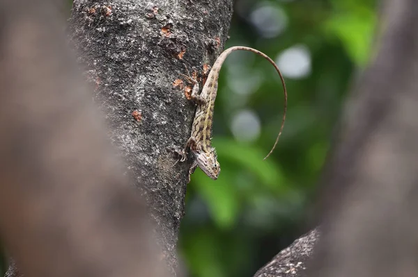 Chameleons include four-legged creeping things with long fingers — Stock Photo, Image