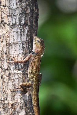 Kertenkele uzun parmakları ile dörtlü içerir