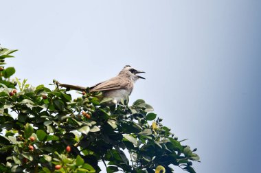 Vücudun üst tarafında isli başlı Bülbül bir