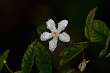 Kalan çiy Beyaz çiçeğe tutunur.