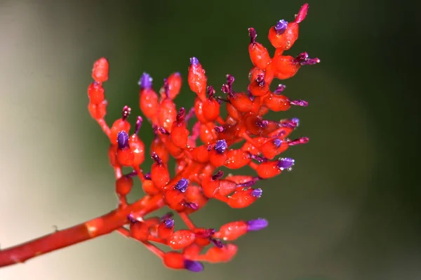 Der verbleibende Tau klebt an der roten Blume — Stockfoto