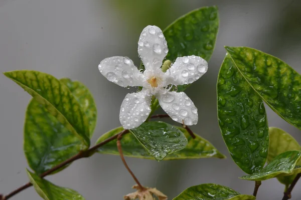 Den återstående dagg klänningarna till den vita blomman — Stockfoto