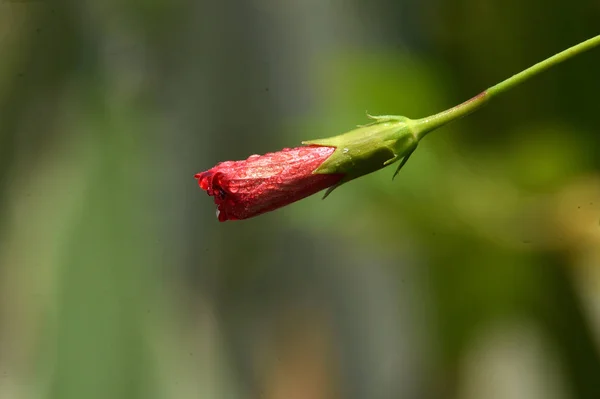 La rugiada rimanente si aggrappa al fiore rosso — Foto Stock