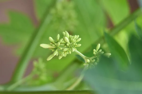 As flores do fruto de mamão agrupadas em verde — Fotografia de Stock