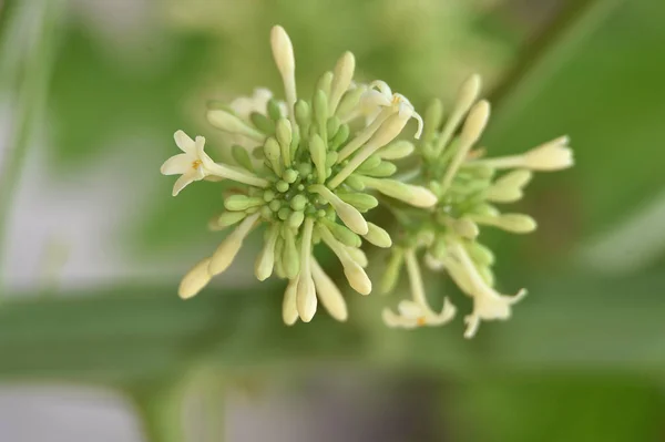 パパイヤ果実の花が緑色に集まっている — ストック写真