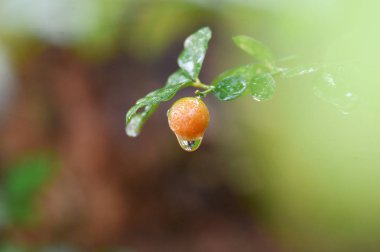 Kalan çiğ ve yuvarlak meyve bağlanır 