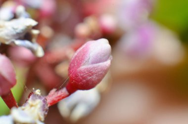 Pembe starfruit çiçekler ve yaprak tomurcukları
