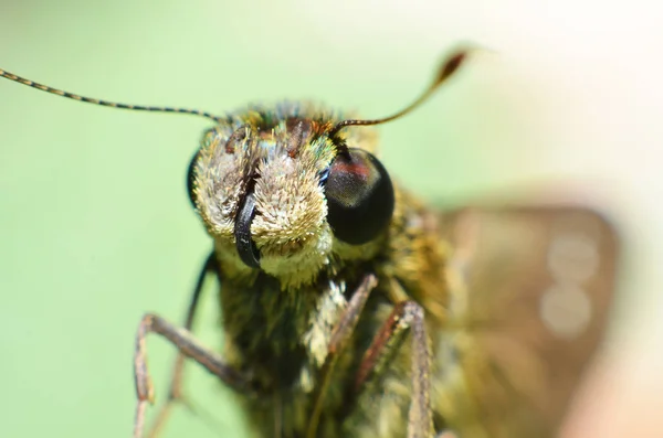 Uma pequena cabeça de borboleta com grossos olhos negros brilhantes redondos — Fotografia de Stock