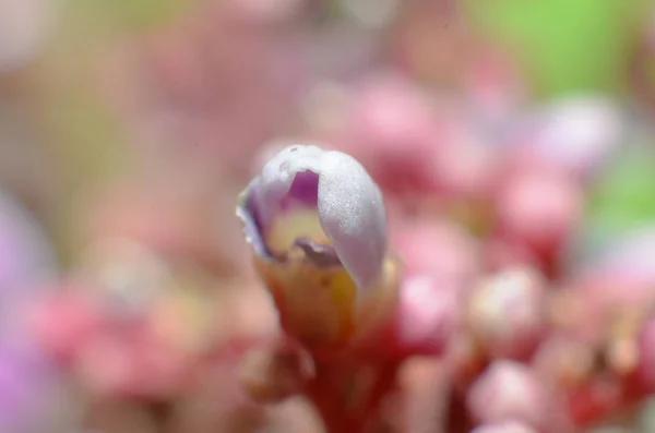 Flores y brotes de hojas de fruta rosa — Foto de Stock