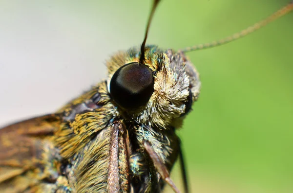 Ein kleiner Schmetterlingskopf mit dicken runden glänzenden schwarzen Augen — Stockfoto