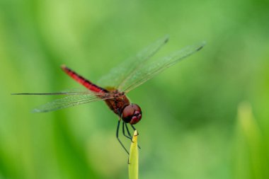 Park bahçesinde uzun yeşil sarımsı çim üzerinde istirahat şeffaf kanatları Rhodothemis rufa ile ortak bir redbolt yusufçuk makro görünümü kadar yakın