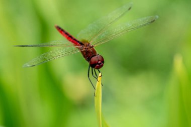 Park bahçesinde uzun yeşil sarımsı çim üzerinde istirahat şeffaf kanatları Rhodothemis rufa ile ortak bir redbolt yusufçuk makro görünümü kadar yakın