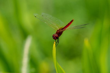 Park bahçesinde uzun yeşil sarımsı çim üzerinde istirahat şeffaf kanatları Rhodothemis rufa ile ortak bir redbolt yusufçuk makro görünümü kadar yakın