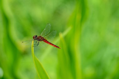 Park bahçesinde uzun yeşil sarımsı çim üzerinde istirahat şeffaf kanatları Rhodothemis rufa ile ortak bir redbolt yusufçuk makro görünümü kadar yakın