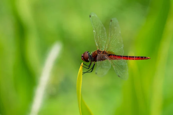 Vue Macro Rapprochée Une Libellule Chevreuil Commune Aux Ailes Transparentes — Photo