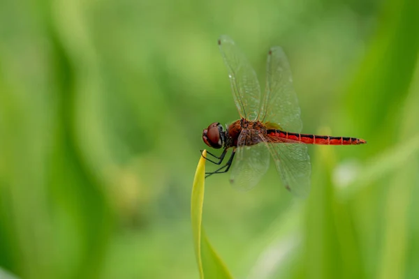 Vue Macro Rapprochée Une Libellule Chevreuil Commune Aux Ailes Transparentes — Photo