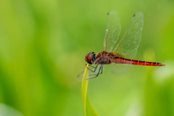 Nahaufnahme Makroaufnahme Einer Rotbartlibelle Mit Transparenten Flügeln Rhodothemis Rufa Die — Stockfoto