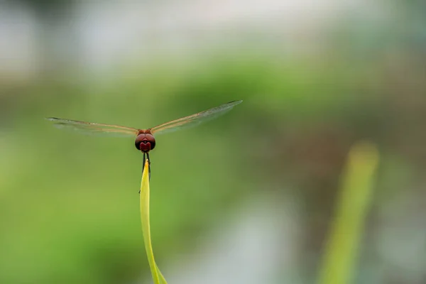 정원에서 잔디에 Rhodothemis 루파와 하나의 일반적인 Redbolt 잠자리의 매크로 보기를 — 스톡 사진