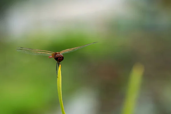 Close Macro View One Common Redbolt Dragonfly Transparent Wings Rhodothemis — Stock Photo, Image