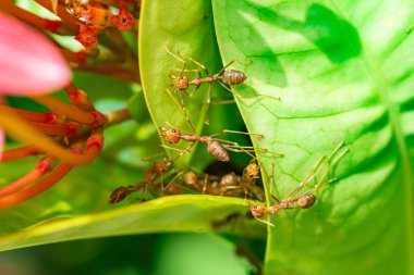 Vahşi yaşam, kırmızı karınca ordusunun yeşil yapraklı, su damlacıkları ve kırmızı çiçek desenli bir takım gibi çalışmasının detaylı bir fotoğrafını çeker.