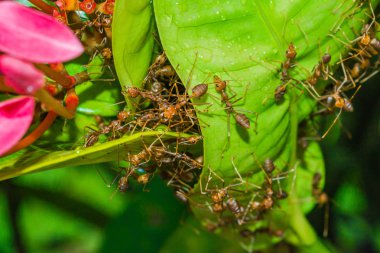 Vahşi yaşam, kırmızı karınca ordusunun yeşil yapraklı, su damlacıkları ve kırmızı çiçek desenli bir takım gibi çalışmasının detaylı bir fotoğrafını çeker.