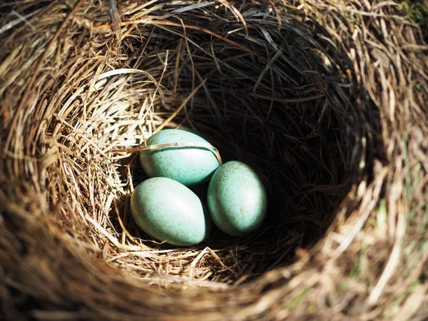 Nest Three Green Eggs — Stock Photo, Image