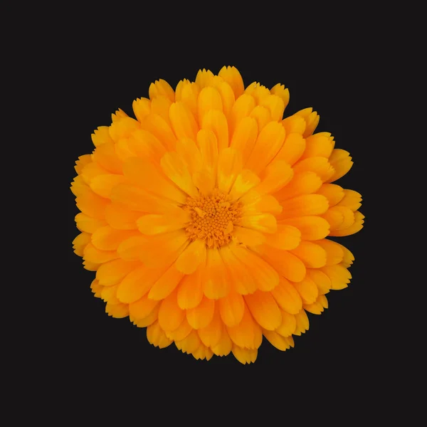 Flor Amarela Fundo Preto — Fotografia de Stock