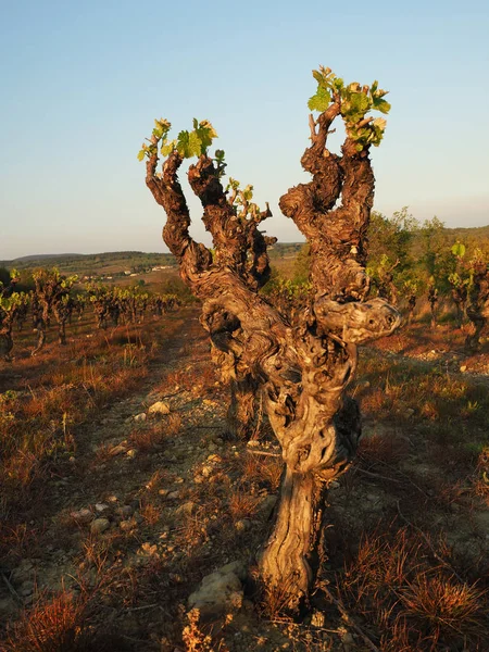 güney Fransa'da eski bağ