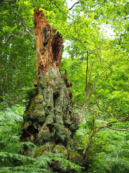 Değiştir Stamm mit grnem Farn
