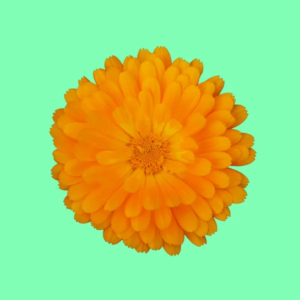 Sarı çiçek nane arka plan